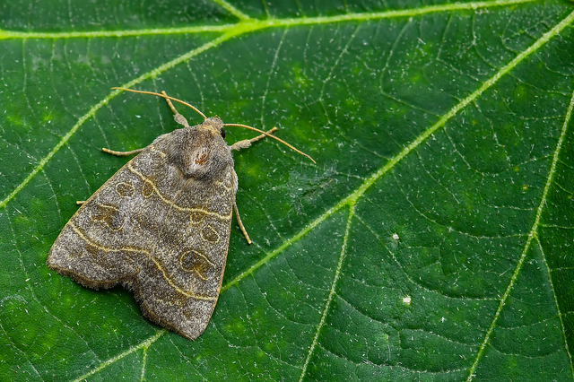 Ipimorpha subtusa - csúcsos nyárfabagoly