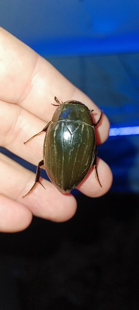 Hydrophilus piceus - közönséges óriáscsibor