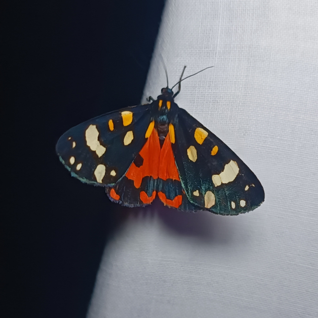 Callimorpha dominula - fémes medvelepke