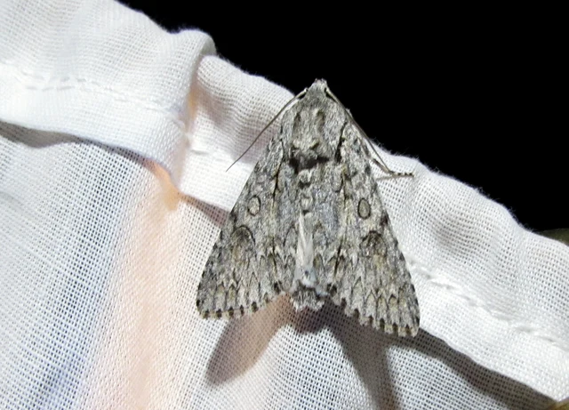 Acronicta aceris - vadgesztenye-szigonyosbagoly