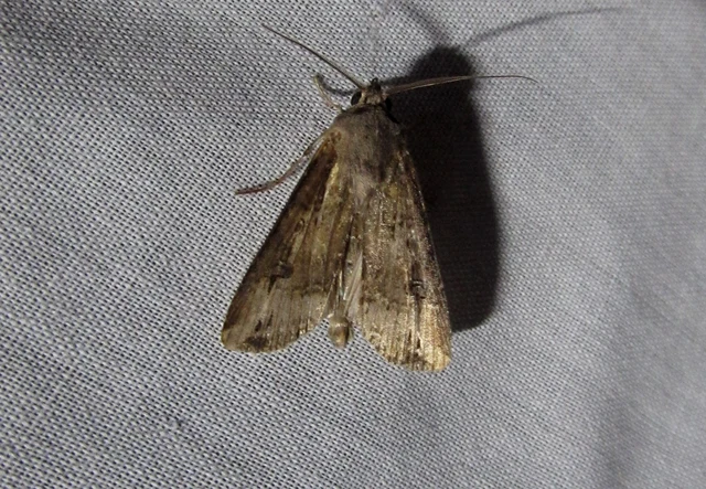 Agrotis ipsilon - nagy földibagoly