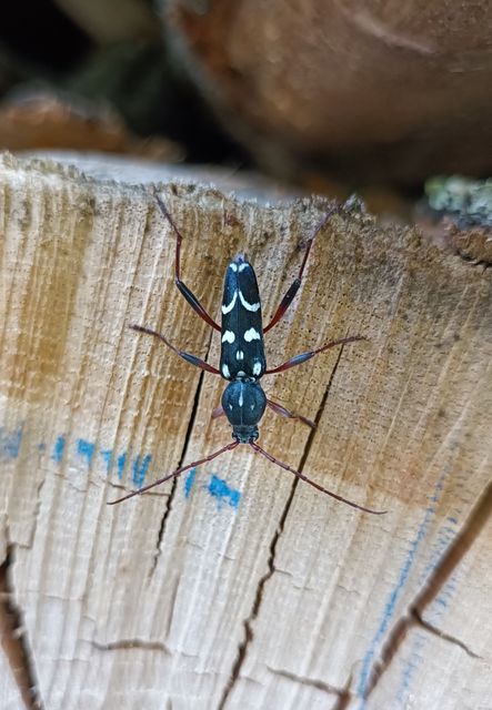 Isotomus speciosus - nyírfa-darázscincér