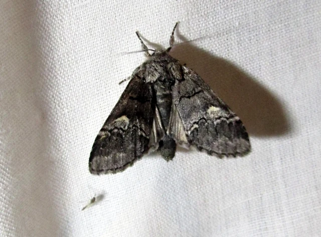 Drymonia querna - tölgyfa-púposszövő