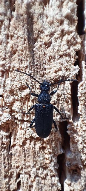 Stictoleptura scutellata - hegyi virágcincér