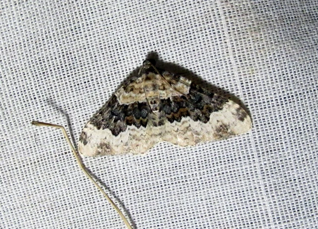 Epirrhoe galiata - sávos galajaraszoló