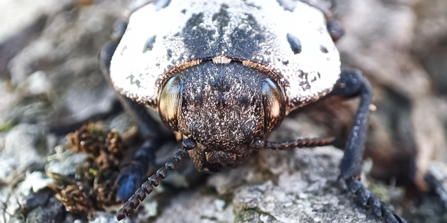 Capnodis tenebrionis - kökény-tükrösdíszbogár
