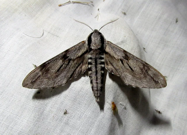 Hyloicus pinastri - fenyőszender