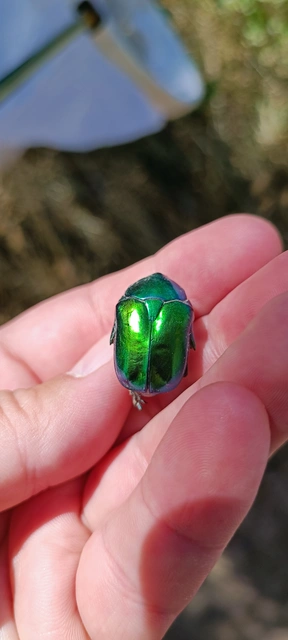 Protaetia speciosissima - pompás virágbogár