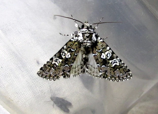 Lamprosticta culta - hármasfoltú bagoly