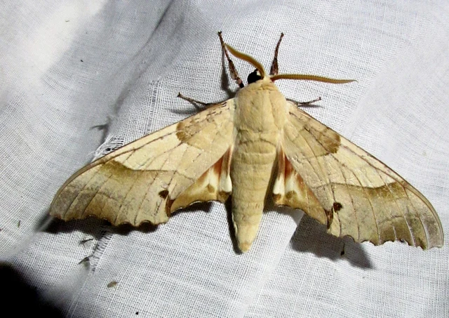 Marumba quercus - tölgyfaszender