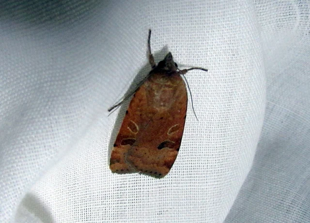 Noctua interposita - köztes sárgafűbagoly