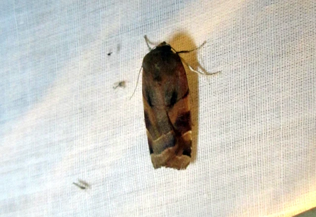 Noctua fimbriata - szélessávú sárgafűbagoly
