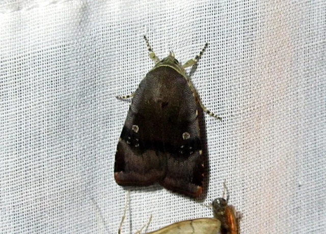 Noctua janthe/janthina