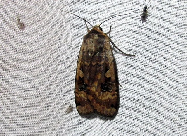 Noctua pronuba - nagy sárgafűbagoly