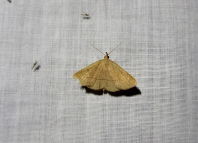 Paracolax tristalis - sárgás karcsúbagoly