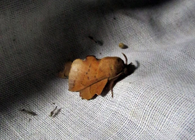 Phyllodesma tremulifolia - nyárlevélpohók