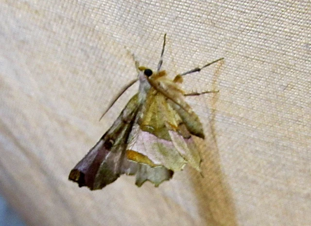 Selenia lunularia - egyfoltos holdasaraszoló