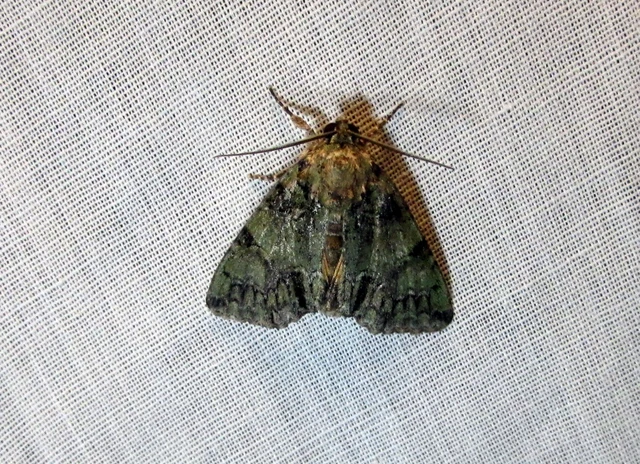 Polyphaenis sericata - selyemfényű erdeibagoly