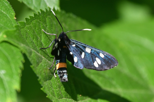 Amata phegea - fehérpettyes álcsüngőlepke