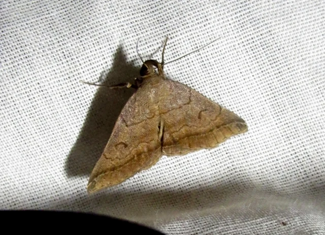 Zanclognatha lunalis - pelyheslábú karcsúbagoly