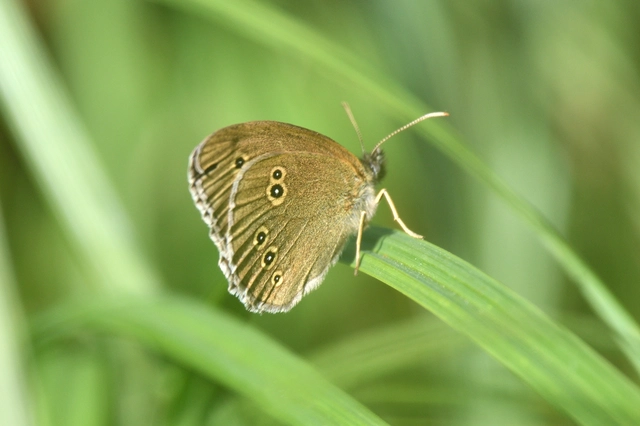 Aphantopus hyperanthus - közönséges ökörszemlepke