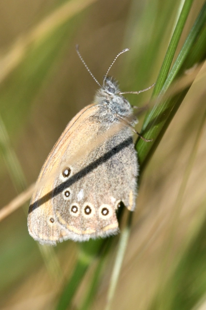 Coenonympha glycerion - közönséges szénalepke