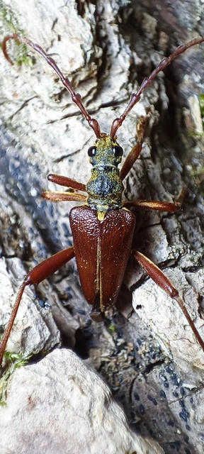 Akimerus schaefferi - szilfacincér