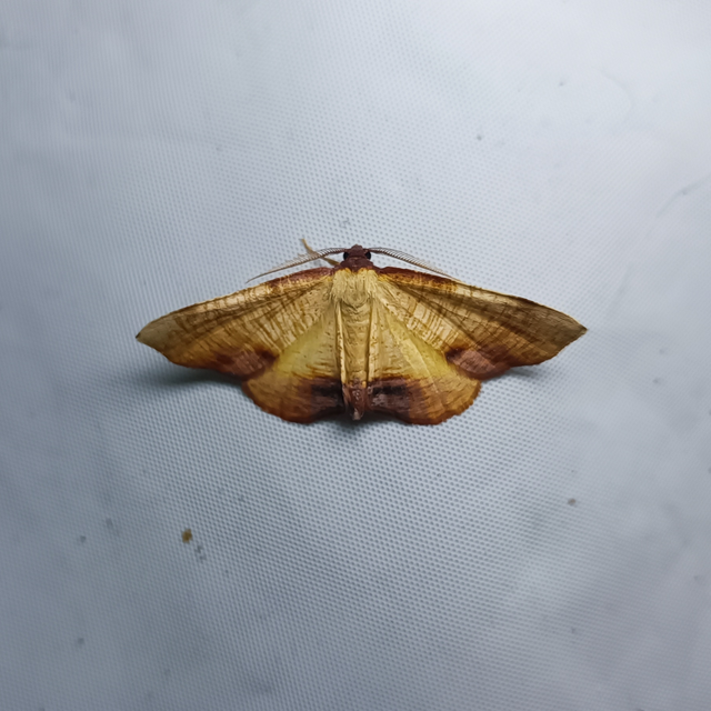 Plagodis dolabraria - baltaszárnyú araszoló