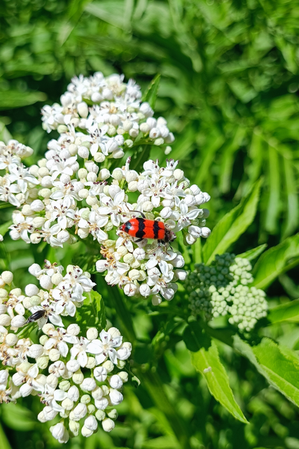 Trichodes apiarius - szalagos méhészbogár
