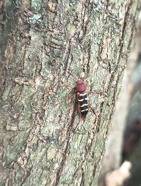 Neoclytus acuminatus - amerikai darázscincér