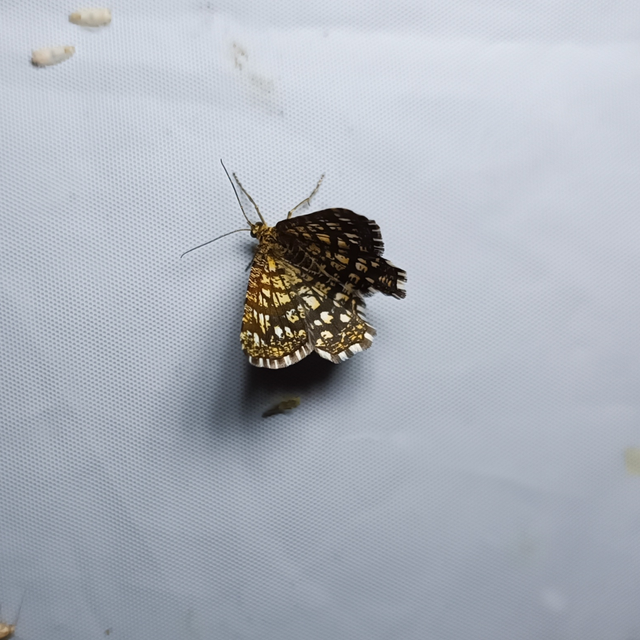 Chiasmia clathrata - rácsos rétiaraszoló