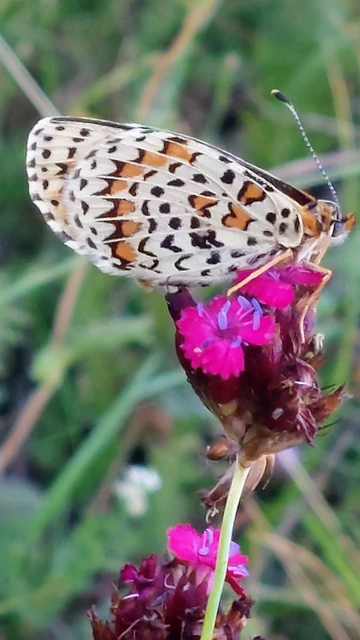 Melitaea trivia - kis tarkalepke