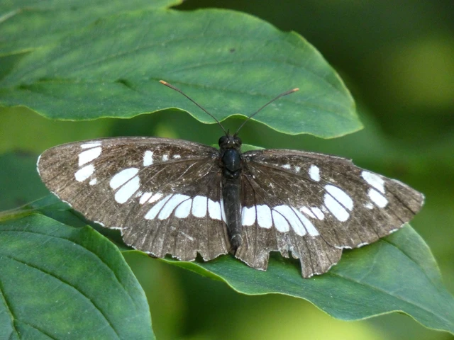 Neptis rivularis - nagy fehérsávoslepke