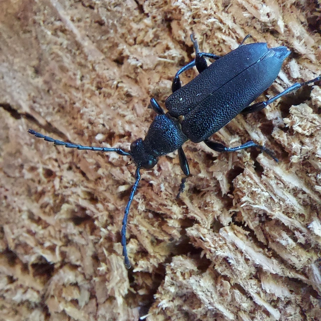Stictoleptura scutellata - hegyi virágcincér