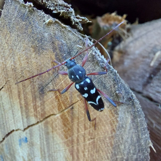 Isotomus speciosus - nyírfa-darázscincér