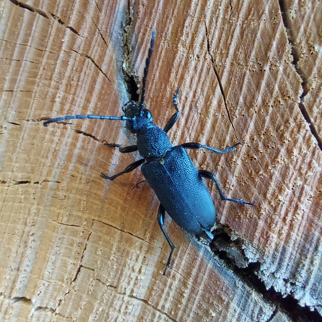 Stictoleptura scutellata - hegyi virágcincér