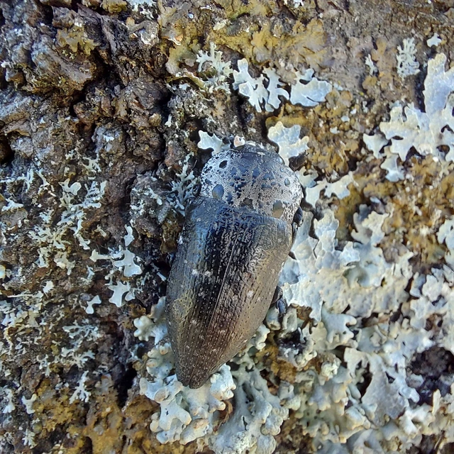Capnodis tenebrionis - kökény-tükrösdíszbogár