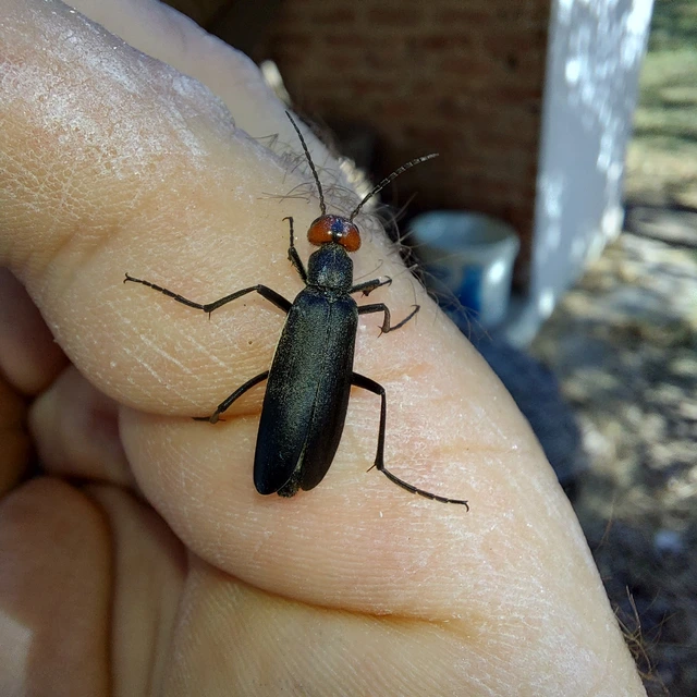 Epicauta rufidorsum - hollóbogár