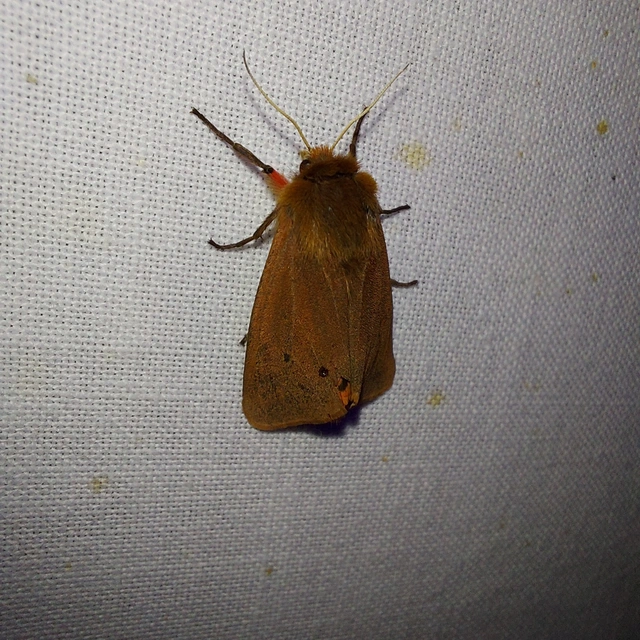 Phragmatobia fuliginosa - füstös medvelepke