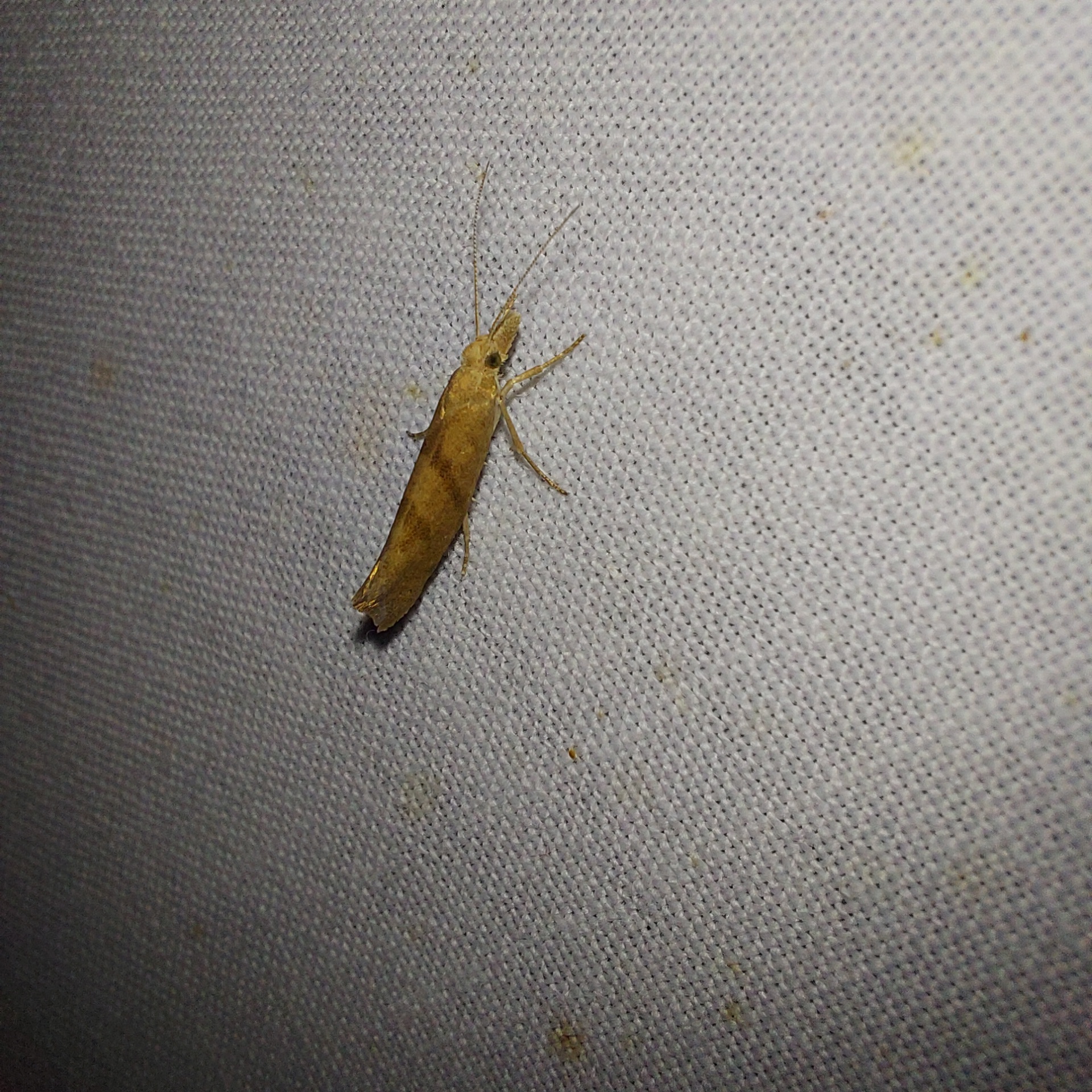 Ypsolopha sylvella - erdei tarkamoly