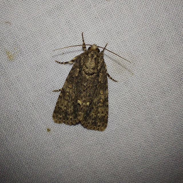 Acronicta rumicis - sóska-szigonyosbagoly