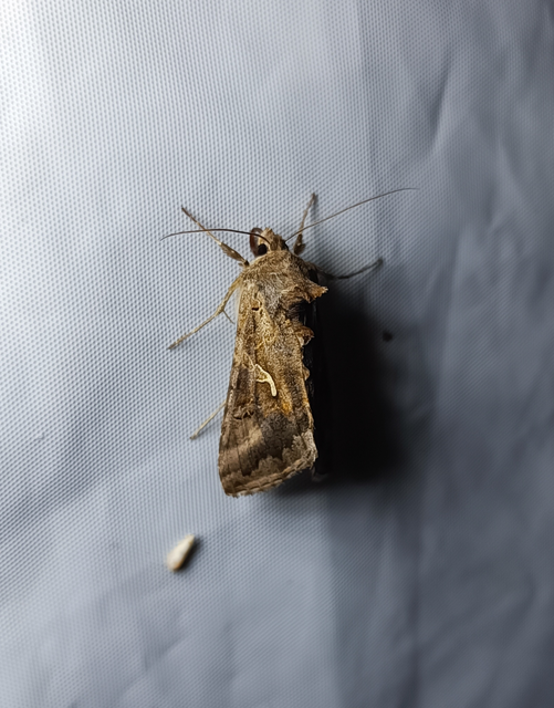 Autographa gamma - gammalepke