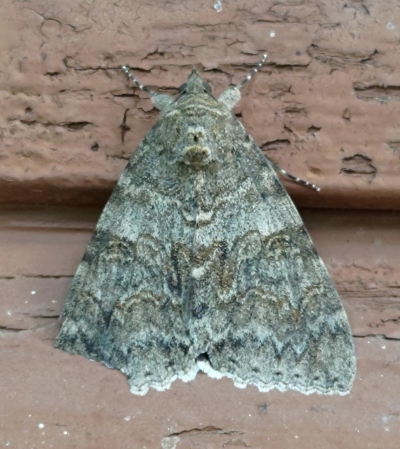 Catocala nupta - piros övesbagoly