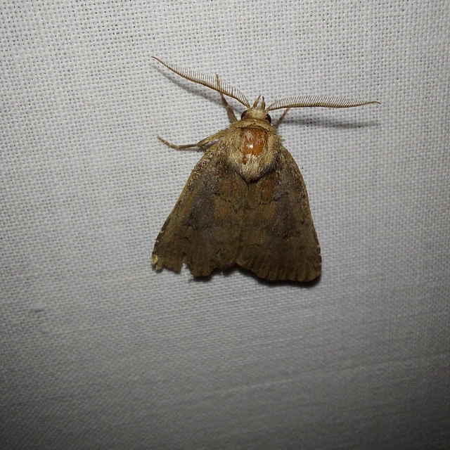 Rusina ferruginea - rozsdaszínű erdeibagoly