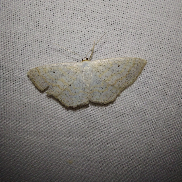 Scopula immutata - réti fehéraraszoló