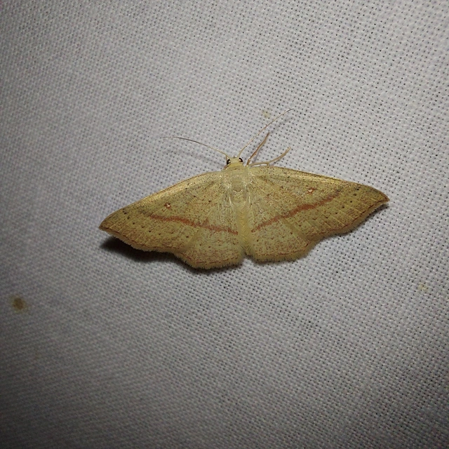 Cyclophora linearia - vonalas pettyesaraszoló