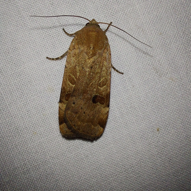 Noctua interposita - köztes sárgafűbagoly