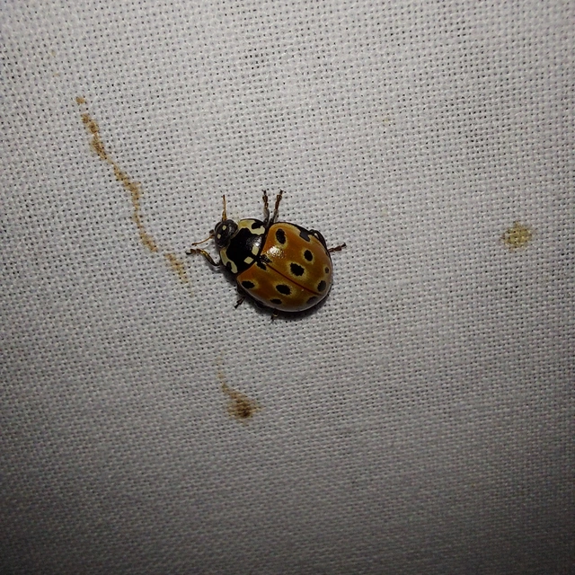Anatis ocellata - szemfoltos katica