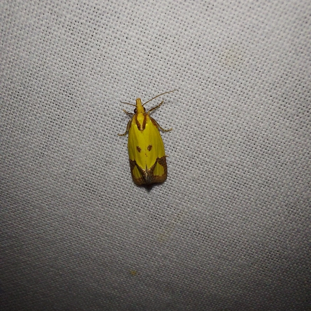 Agapeta zoegana - barnacsíkos sárgamoly