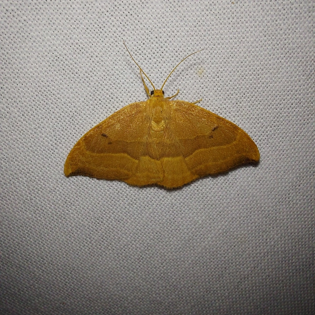 Watsonalla cultraria - bükkfa-sarlósszövő